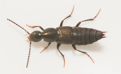 Philonthus decorus  13 mm