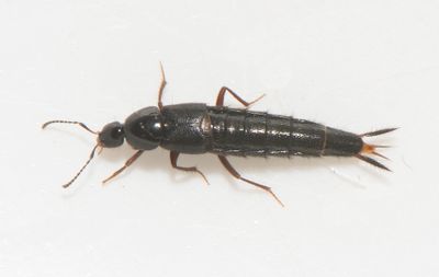 Acylophorus wagenschieberi  9 mm