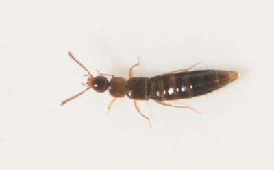Geostiba circellaris