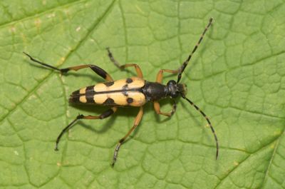  Rutpela maculata ( Flckig blombock )