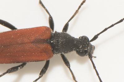 Bsta stlle Halland 9.7-24 female