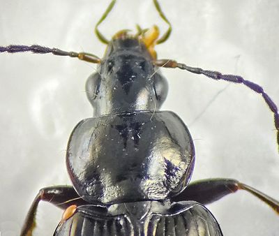 Agonum versutum ( Starrkrrlpare )