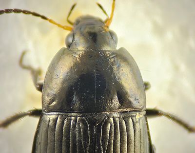 Amara ovata ( Bred kornlpare )