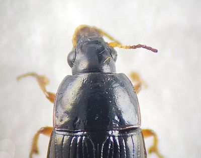 Amara lucida ( Kustkornlpare )