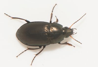 Amara similata ( Fuktkornlöpare ) 7,8-8,5 mm