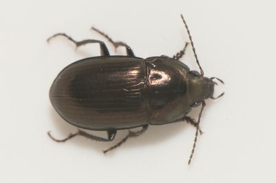  Amara lunicollis ( Bredhalsad kornlpare ) 7-8  mm