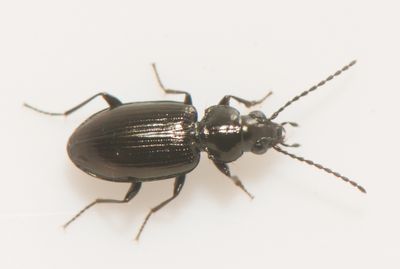 Bembidion aeneum ( Lerstrandlpare ) 3,8-4,2 mm
