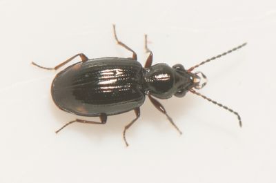 Bembidion doris ( Dystrandlöpare ) 3,7 mm