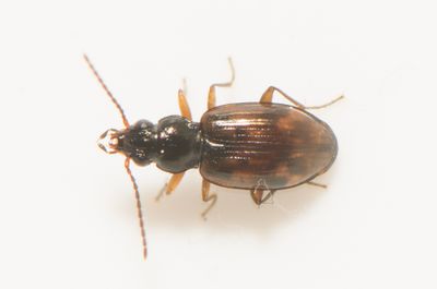 Bembidion fumigatum ( Marskstrandlpare )