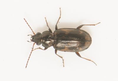 Bembidion varium ( Gyttjestrandlpare )  4,8-5,8 mm