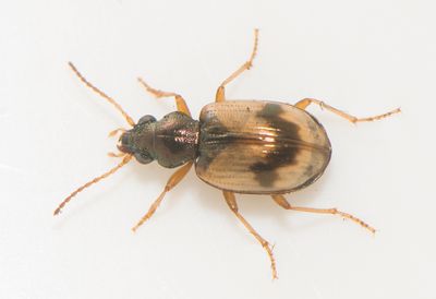 Bembidion pallidipenne ( Blek strandlpare )
