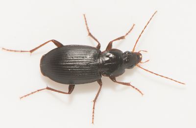 Calathus rotundicollis ( Bokmarklpare )