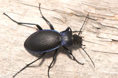 Carabus problematicus harcyniae ( Bllpare )