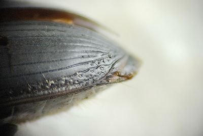 Horna Skne 8.6-24  10,2 mm