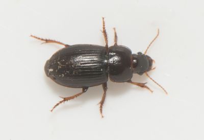 Harpalus pumilus ( Dvrgfrlpare )  5,1-7,2  mm