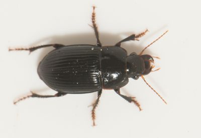 Harpalus froelichii ( Klumpfrlpare )  9 mm