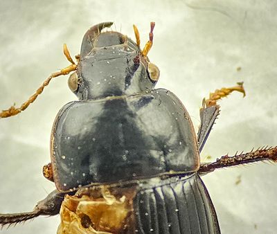 Harpalus froelichii ( Klumpfrlpare )