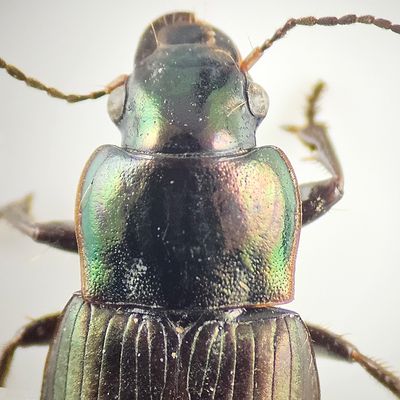  Harpalus distinguendus ( Vrfrlpare )