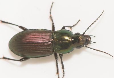 Poecilus lepidus ( Sommarsollpare )