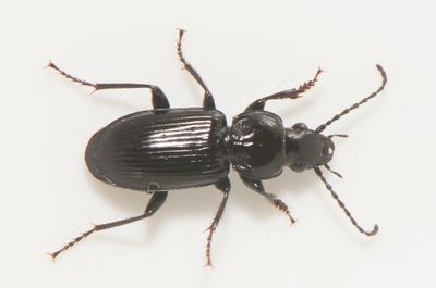 Pterostichus rhaeticus ( Mossvartlpare )  9 mm