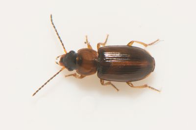 Acupalpus flavicollis ( Rdhalsad dammlpare )