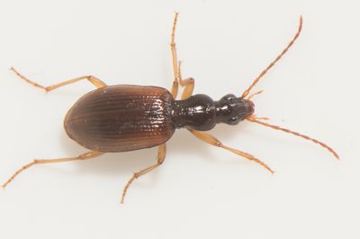 Oxypselaphus obscurus ( Spenslig skugglpare )