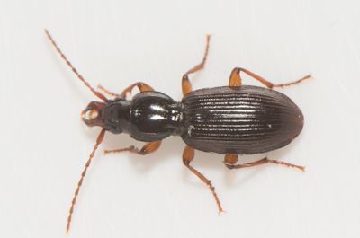 Stomis pumicatus ( Kftlpare )