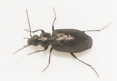 Sericoda quadripunctata ( Liten brandlpare )