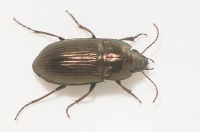Amara spreta ( Hedkornlpare ) 7,0-7,5 mm
