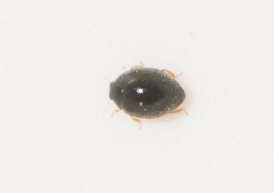 Stethorus pusillus ( Punktnyckelpiga )