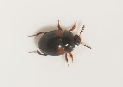 Anisotoma humeralis