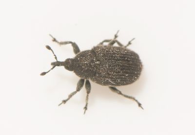 Rhinusa antirrhini ( Gulsporreraggvivel )