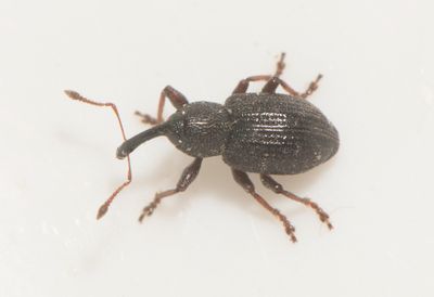 Lillhagen Bohusln 20.5-24  3,2  mm