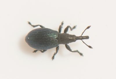 Perapion violaceum ( Krusskrppespetsvivel )