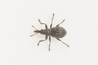 Apelviken Halland 13.9-24 1,3 mm