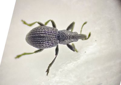 Apelviken Halland 13.9-24 1,3 mm