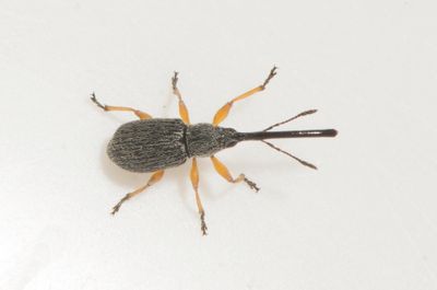 Rhopalapion longirostre ( Stockrosspetsvivel )