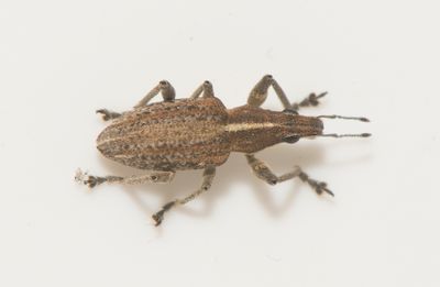 Charagmus gressorius ( Lupinvivel )