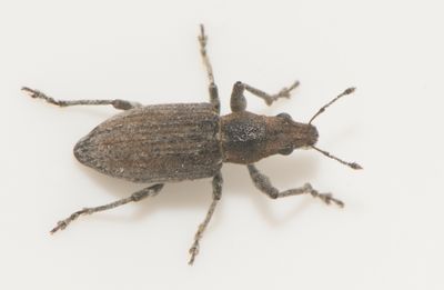 Charagmus griseus ( Harrisvivel )
