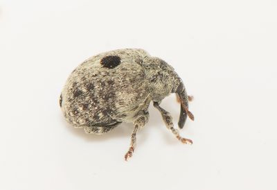 Cionus montanus ( Större kungsljusvivel ) 4,5-4,8 mm