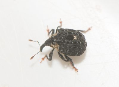 Cionus tuberculosus ( Mrk flenrtsvivel )