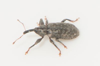 Dorytomus dejeani ( Smal asphngevivel )  4,8 mm