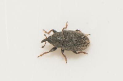 Mecinus pascuorum ( Rödvingad kämpevivel )