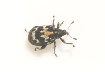 Tachyerges salicis ( Videhoppvivel )