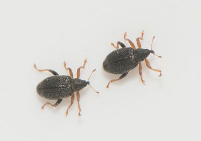Isochnus sequensi ( Pilhoppvivel )