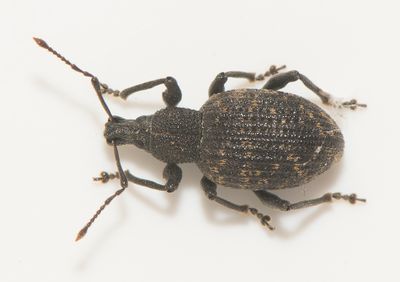Otiorhynchus sulcatus ( Växthusöronvivel ) 10mm