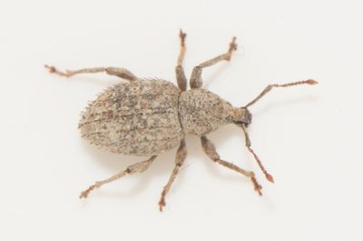 Otiorhynchus carinatopunctatus ( Borstöronvivel ) 4 mm