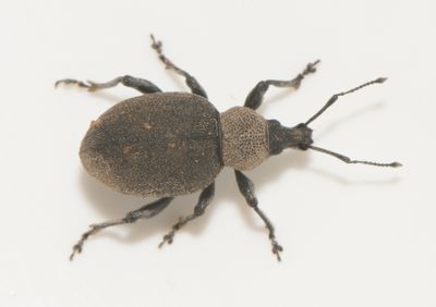 Otiorhynchus ligustici ( Klotöronvivel ) 13 mm