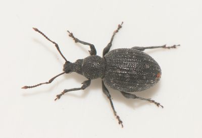Otiorhynchus tristis ( Backöronvivel )