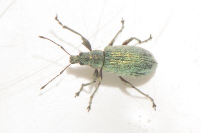 Phyllobius pomaceus ( Nässellövvivel ) 7,2-8 mm